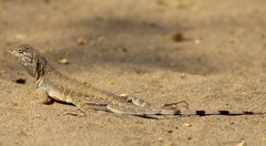 Callisaurus draconoides