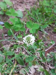 Trifolium repens