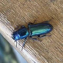 Temnoscheila virescens