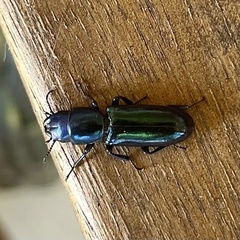 Temnoscheila virescens