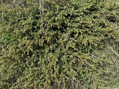 Juniperus communis saxatilis