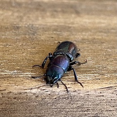 Temnoscheila virescens