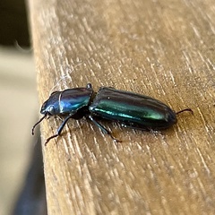 Temnoscheila virescens