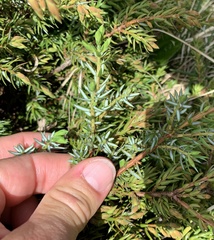 Juniperus communis saxatilis