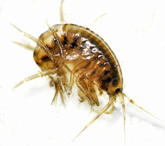 Gammarus fasciatus