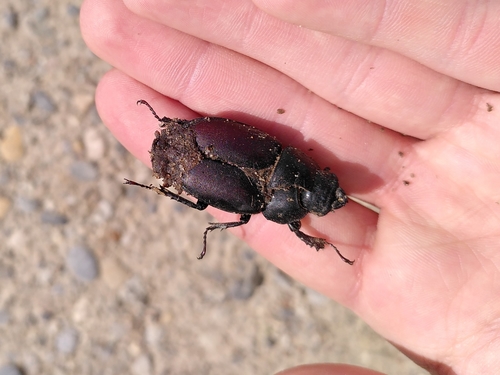 Lucanus cervus