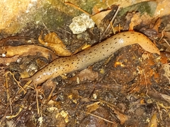 Limax conemenosi