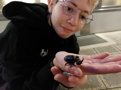 Oryctes nasicornis