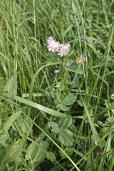 Trifolium alexandrinum