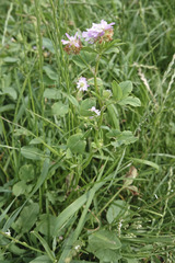 Trifolium alexandrinum