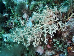 Cystoseira compressa