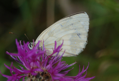 Melanargia galathea