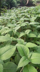 Koenigia campanulata