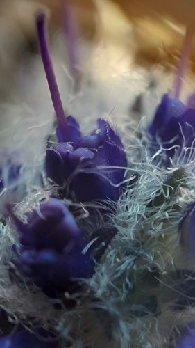 Image of Veronica alaskensis by (c) lauralaska66, some rights reserved (CC BY)