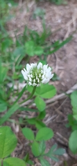 Trifolium repens