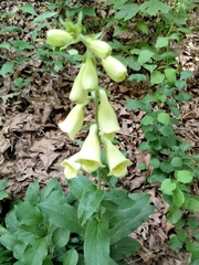 Digitalis grandiflora