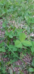 Trifolium repens