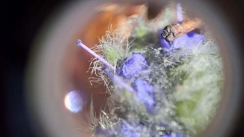 Image of Veronica alaskensis by (c) lauralaska66, some rights reserved (CC BY)
