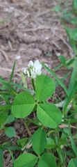 Trifolium repens