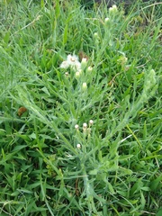 Erigeron bonariensis