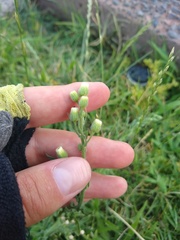 Erigeron bonariensis
