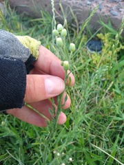 Erigeron bonariensis