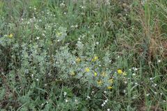 Chamaecytisus austriacus