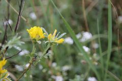 Chamaecytisus austriacus