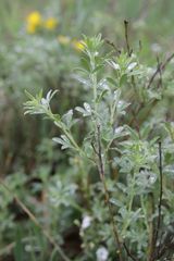 Chamaecytisus austriacus