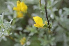 Chamaecytisus austriacus