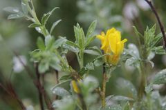 Chamaecytisus austriacus