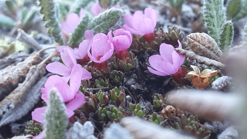 Image of Androsace constancei by (c) lauralaska66, some rights reserved (CC BY)
