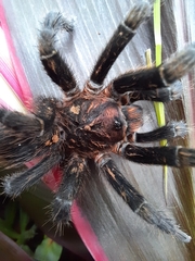 Stichoplastoris elusinus