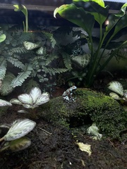 Dendrobates