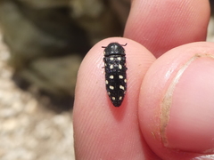 Acmaeodera degener