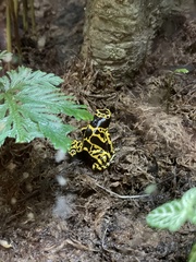 Dendrobates