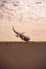 Tarentola mauritanica