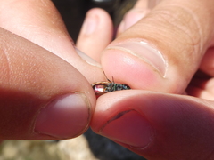 Chrysura simplex