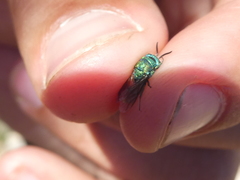 Chrysura simplex