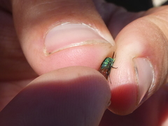 Chrysura simplex