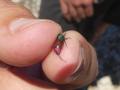 Chrysura simplex
