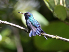 Riccordia bicolor