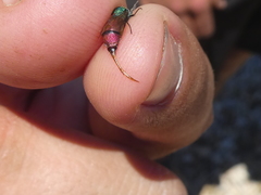 Chrysura simplex