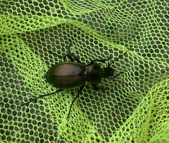 Carabus scheidleri