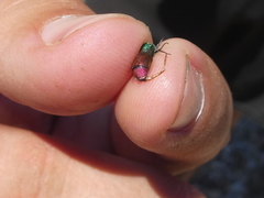 Chrysura simplex