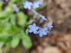 Myosotis