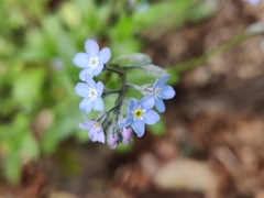 Myosotis