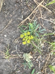 Pseudocymopterus