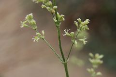Silene otites