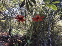 Lilium maritimum